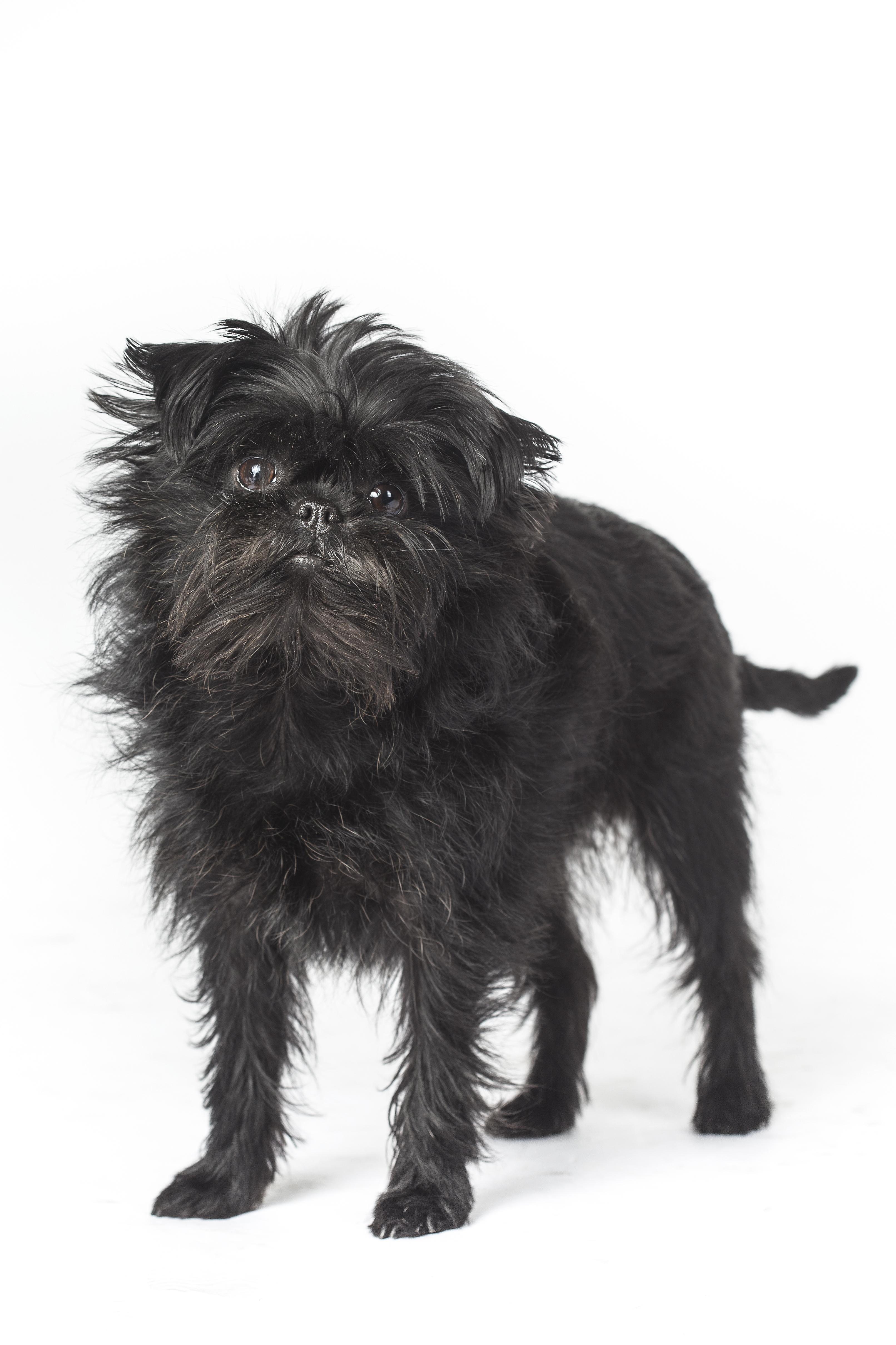 Affenpinscher for orders near me